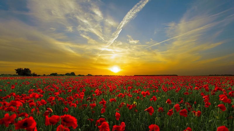 le coucher du soleil, coquelicots, sur le terrain, coquelicots rouges, champ de coquelicots, fleurs rouges, prairie, prairie fleurie, champ de fleurs, crépuscule, horizon, ciel, soleil, nature, ciel, soleil, soleil, soleil, nature, nature, nature, nature, nature