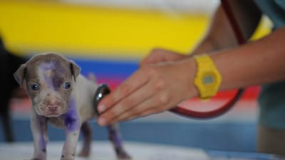 chien, chiot, canin, efp, animal de compagnie, vétérinaire, soins médicaux, vérification de coeur, stéthoscope, mignonne, animal, peu
