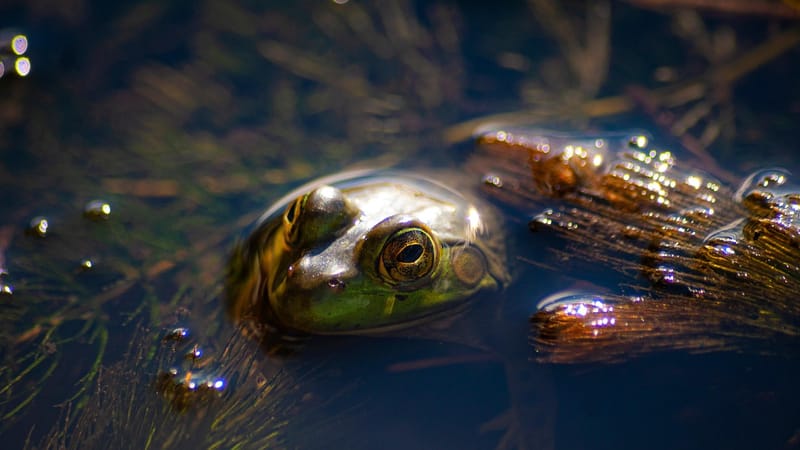 amphibie, nature, la grenouille, animal, faune, le marais, zone humide, vert