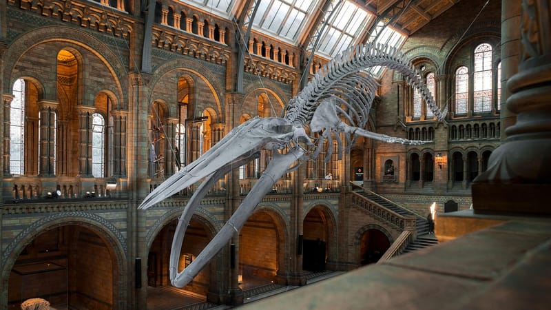 musée national de l'histoire, squelette de baleine bleue, exposition, londres, uk, squelette de baleine, squelette, angleterre, musée, londres, musée, musée, musée, musée, musée