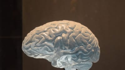 cerveau, réflexion, esprit, matière grise, new york, musée, neurologie, médecine, mentale, psychologie, cerveau, cerveau, cerveau, neurologie, neurologie, neurologie, neurologie, neurologie