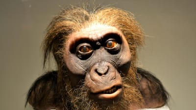 homme, homme de néandertal, homme des cavernes, préhistorique, humain primitif, musée, musée des sciences de houston, artefact, ancien, singe, historique, aventure, découverte scientifique, recherche, poilu, bête, l'histoire, vieil homme, évolution, affichage, étrange, cheveux roux
