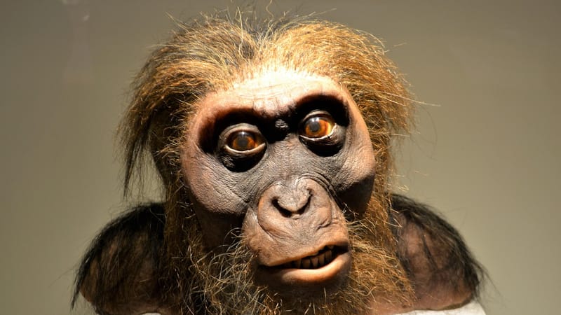 homme, homme de néandertal, homme des cavernes, préhistorique, humain primitif, musée, musée des sciences de houston, artefact, ancien, singe, historique, aventure, découverte scientifique, recherche, poilu, bête, l'histoire, vieil homme, évolution, affichage, étrange, cheveux roux