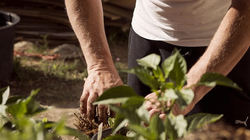 jardin, mains de travail, nature, saleté, mise à la terre, terre mère, les plantes, plantation, journée de la terre