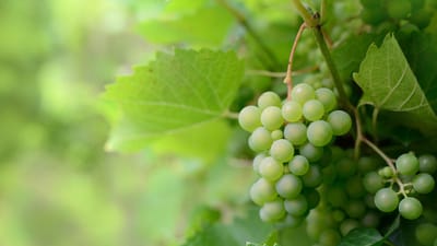 fruit, les raisins, vigne, en bonne santé, biologique, fruit, vigne, vigne, vigne, vigne, vigne
