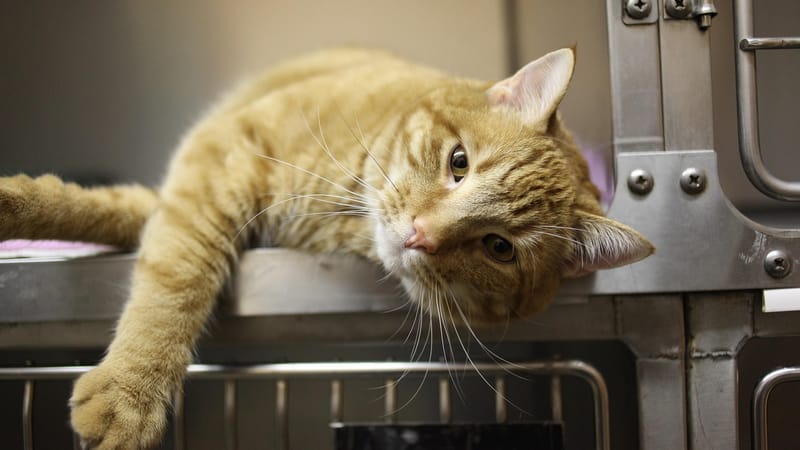 cat, kitty, vétérinaire, animal de compagnie, félin, animal, national, nature, fourrure, orange, tigré, cage