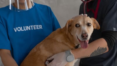 Un vétérinaire et un bénévole examinent un chien heureux avec un stetoscope.