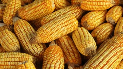 maïs, pic, récolter, céréales, agriculture, agro