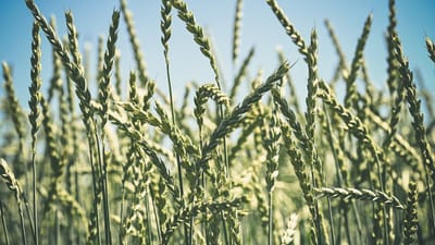 blé, grain, agriculture, champ, campagne, été, vert, ciel bleu, paysage agricole, ciel, zone rurale, champ d'été, ferme, récolte, paysage, nature, paysage vert, rural, soleil