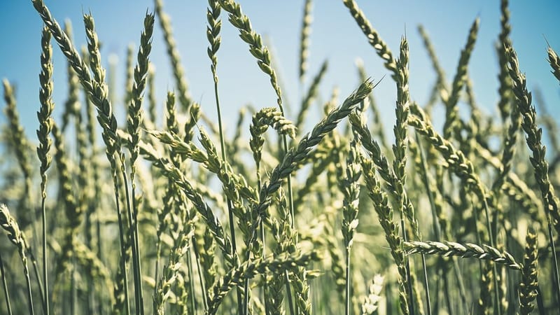 blé, grain, agriculture, champ, campagne, été, vert, ciel bleu, paysage agricole, ciel, zone rurale, champ d'été, ferme, récolte, paysage, nature, paysage vert, rural, soleil