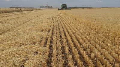 campagne, agriculture, agro, argentine, necochea