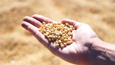 soja, main, agro, récolter, des graines, légumineux, soja, soja, soja, soja, soja