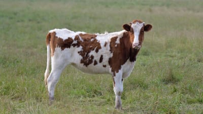vache, prairie, champ, agro-industrie, génisse, élevage, agriculture, animal, nature, ferme, pré, terre, bétail