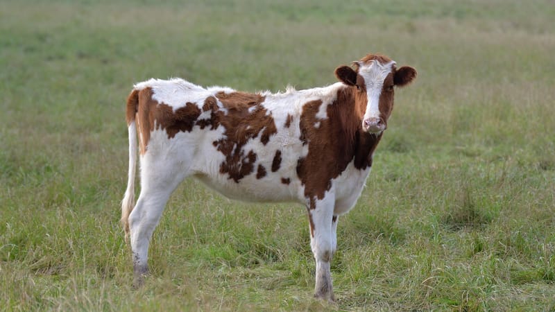 vache, prairie, champ, agro-industrie, génisse, élevage, agriculture, animal, nature, ferme, pré, terre, bétail