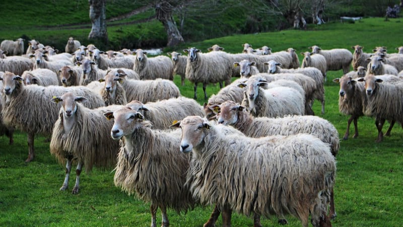 mouton, bétail, agro-industrie, laine, pelouse, pays basque, irissarry, troupeau, pays basque, pays basque, pays basque, pays basque, pays basque