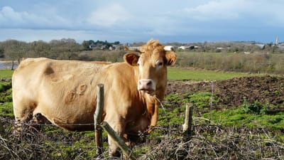 vache, agro-industrie, bétail, champ, rural, campagne