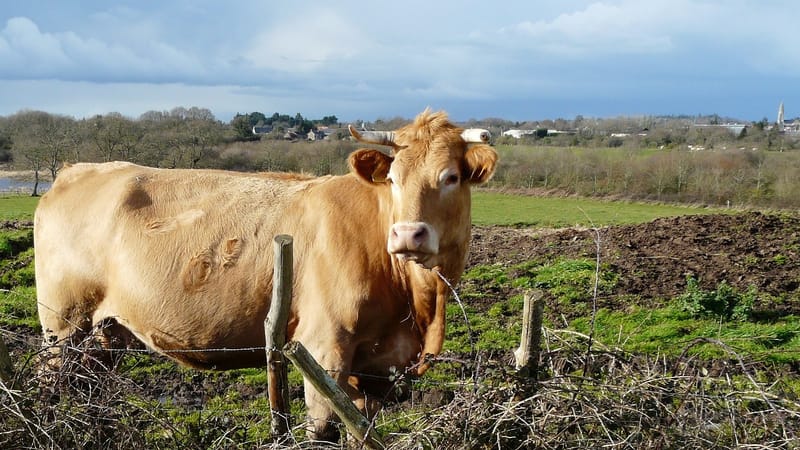 vache, agro-industrie, bétail, champ, rural, campagne
