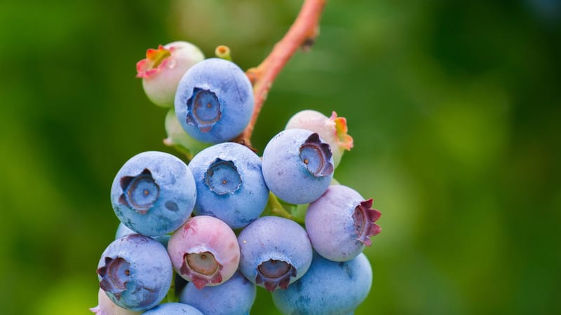myrtilles, fruit, croissance, vitamines, nutrition, en bonne santé, baies, fruit, fruit, fruit, fruit, fruit