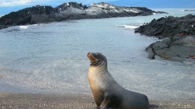 mer, lion, sceller, équateur, île, nature, pacifique, océan, vacance, préservation, naturaliste, darwin, endémique, sud, amérique, blue island