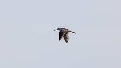 chevalier à pattes jaunes, oiseau, voler, nature, animal, faune, plumes, aviaire, volant, oiseau sauvage, ailes, air, bec, monde des oiseaux, habitat naturel, ornithologie, capacités de vol, vol