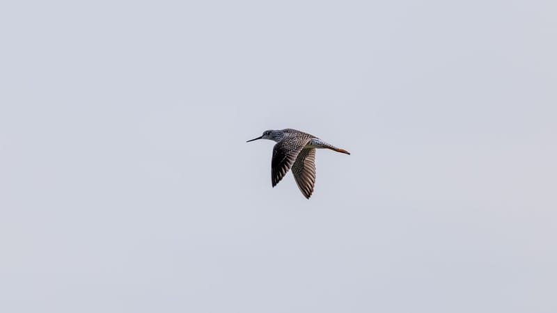 chevalier à pattes jaunes, oiseau, voler, nature, animal, faune, plumes, aviaire, volant, oiseau sauvage, ailes, air, bec, monde des oiseaux, habitat naturel, ornithologie, capacités de vol, vol