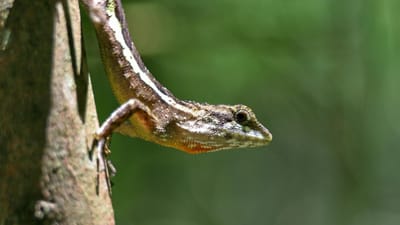 natural, nature, lizard, forest
