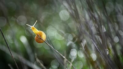 escargot, naturale, naturel, macro, la faune, bokeh, vert