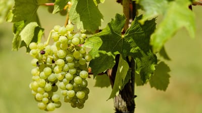 les raisins, des fruits, vignes, viticulture, raisins verts, rebstock, agriculture, récolter, produire, biologique, vignes, vignes, vignes, vignes, vignes