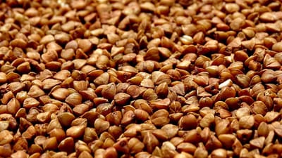 sarrasin, fermer, céréales, des céréales, le sarrasin, végétarien, nutrition, bouillie, macro, grande, nourriture diététique, délicieux, sarrasin, sarrasin, sarrasin, sarrasin, sarrasin