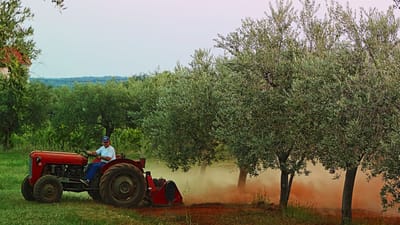 oliveraie, tracteur, agriculture, méditerranéen, la vie rurale, sol rouge, olivier, fermier, la campagne, tracteur d'époque, agriculture traditionnelle, travailleur, culture de la terre, l'agriculture biologique, travail d'été, agronomie, verger, travail sur le terrain, agriculture durable, travail manuel, traînée de poussière, paysage, champ vert, matériel agricole