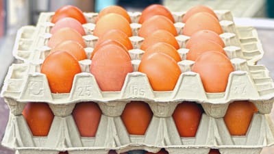 des œufs, oeuf de poule, carton d'oeufs, les lots d'œufs, emballage d'oeufs, oeufs bruns, produit naturel, marché, étal de marché, producteurs, magasin de la ferme, agriculture, carton, oeuf cru, oeuf brun, nourriture, aliments, marché d'agriculteurs local, commercialisent, autopromotion
