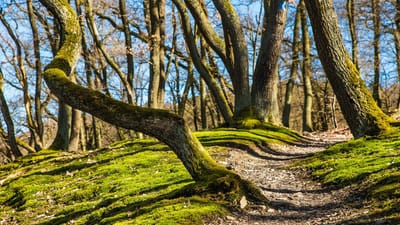 forêt, randonnée, des arbres, chemin, piste, moussu, sentier forestier, chemin de la nature, sentier de la nature, les bois, chemin forestier, une façon, mousse, nature, en plein air, randonnée, randonnée, randonnée, randonnée, randonnée, chemin, chemin, chemin