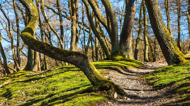 forêt, randonnée, des arbres, chemin, piste, moussu, sentier forestier, chemin de la nature, sentier de la nature, les bois, chemin forestier, une façon, mousse, nature, en plein air, randonnée, randonnée, randonnée, randonnée, randonnée, chemin, chemin, chemin