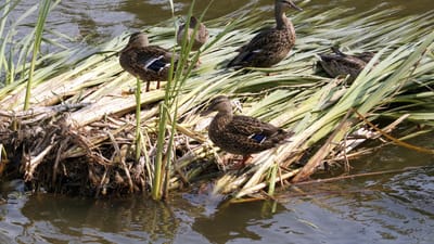 canards, roseaux, lac, nature, zone humide