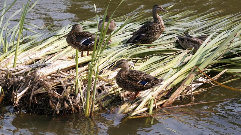 canards, roseaux, lac, nature, zone humide