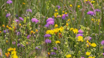 prairie de fleurs sauvages, fleur, champ-witwenblumen, pissenlit, floraison, la nature, fleur sauvage, le printemps, graminées, flore, plantes en osier, fleur pointue, mer de fleurs, fond d'écran fleur, flower background, belles fleurs, plante, végétal naturel, prairie