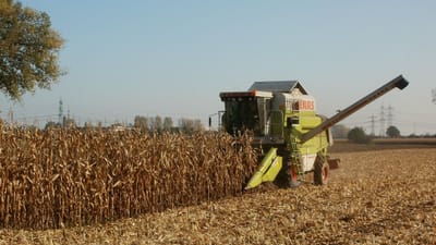 maïs, récolter, agriculture, aliments, recadrer, sur le terrain, harvester, combiner, rural, automne, nature, mûr, les terres agricoles, légume, biologique, équipement, machinerie, sol, saison, la campagne, produire, agronomie, nutrition, travailler