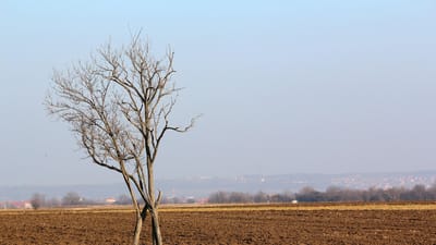 arbre, paysage, nature, sol, ciel, ciel bleu, agronomie, charrue, bleu