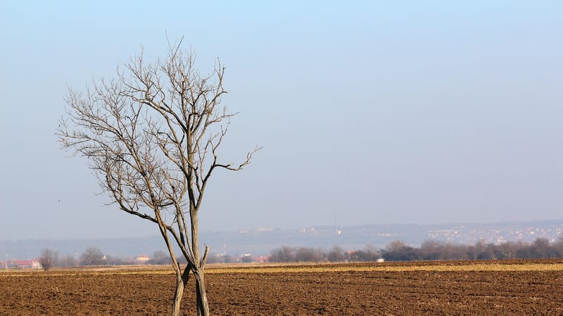 arbre, paysage, nature, sol, ciel, ciel bleu, agronomie, charrue, bleu