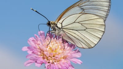 papillon, ailes, macro, nature, fleur rose, été, ciel bleu, insecte, pollen, détail, ciel dégagé, fragile, biologie, pétales, beauté naturelle, florissant, vraie nature, aile de papillon, lumière naturelle, faune, diversité