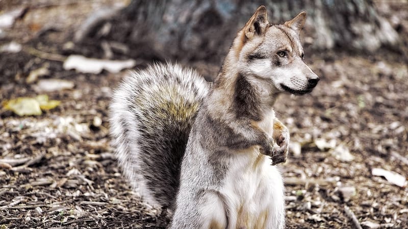 loup, composer, montage d'images, écureuil, fantaisie, loup, loup, loup, loup, loup