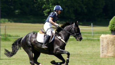 équitation, cheval, équestre, concurrence, sports équestres, nature, se déplacer, saut, tournoi