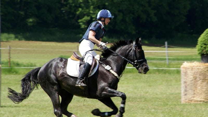 équitation, cheval, équestre, concurrence, sports équestres, nature, se déplacer, saut, tournoi
