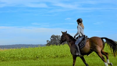équitation, cheval, équestre, rural, étalon, brun, fille, paysage, sports équestres, nature, mammifère, scène, animaux, galop