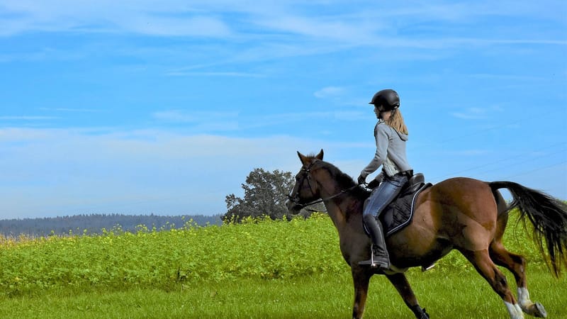 équitation, cheval, équestre, rural, étalon, brun, fille, paysage, sports équestres, nature, mammifère, scène, animaux, galop