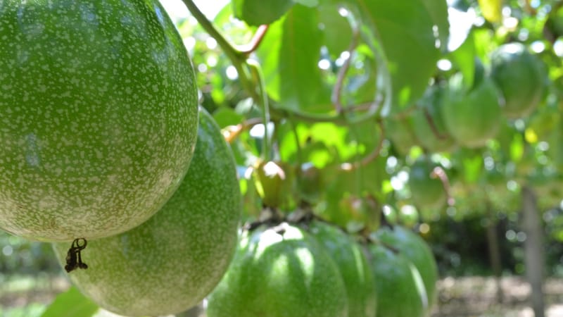 fruit de la passion, récolte, l'agronomie, agriculture