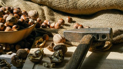 des noisettes, noisettes, récolter, repas, en bonne santé, alimentation, aliments, goûter