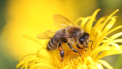 abeille, insecte, fleurir, bloom, pollinisation, alimentation, jaune, abeille, abeille, abeille, abeille, abeille