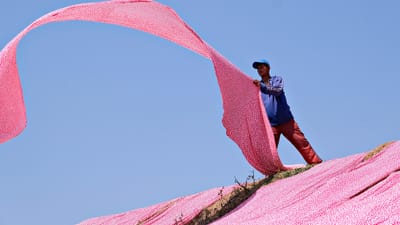 rose, vêtements, en tissu, séchage, ouvrier, textile