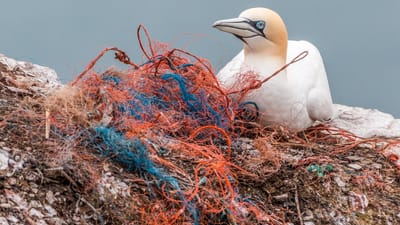 filet de sécurité, geisternetz, les déchets en plastique, la pollution marine, pollution environnementale, plastique, danger, vogelsterben, oiseaux de mer, felsenbrüter, matériel de nidification, helgoland, pollution, jeter des ordures, web, filet de pêche, plastique, pollution, pollution, pollution, pollution, pollution